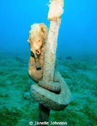 This photo was taken while on a Scallop Dive. The water w... by Janelle Johnson 